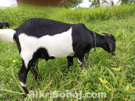 দেশি জাতের খাশি